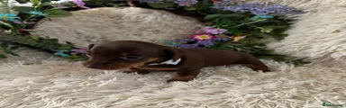 Dachshund Puppy 5