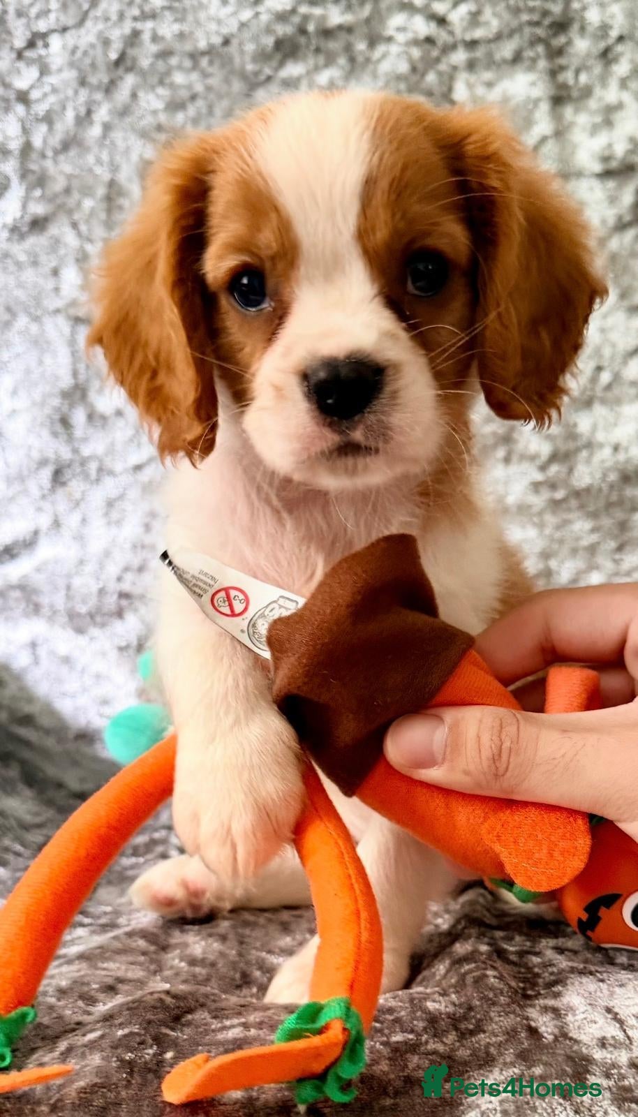 Cavalier King Charles Spaniel dogs ONLY 1 BOY LEFT!CHOCOLATE CARRIER CAVALIER READY!  - Advert 3