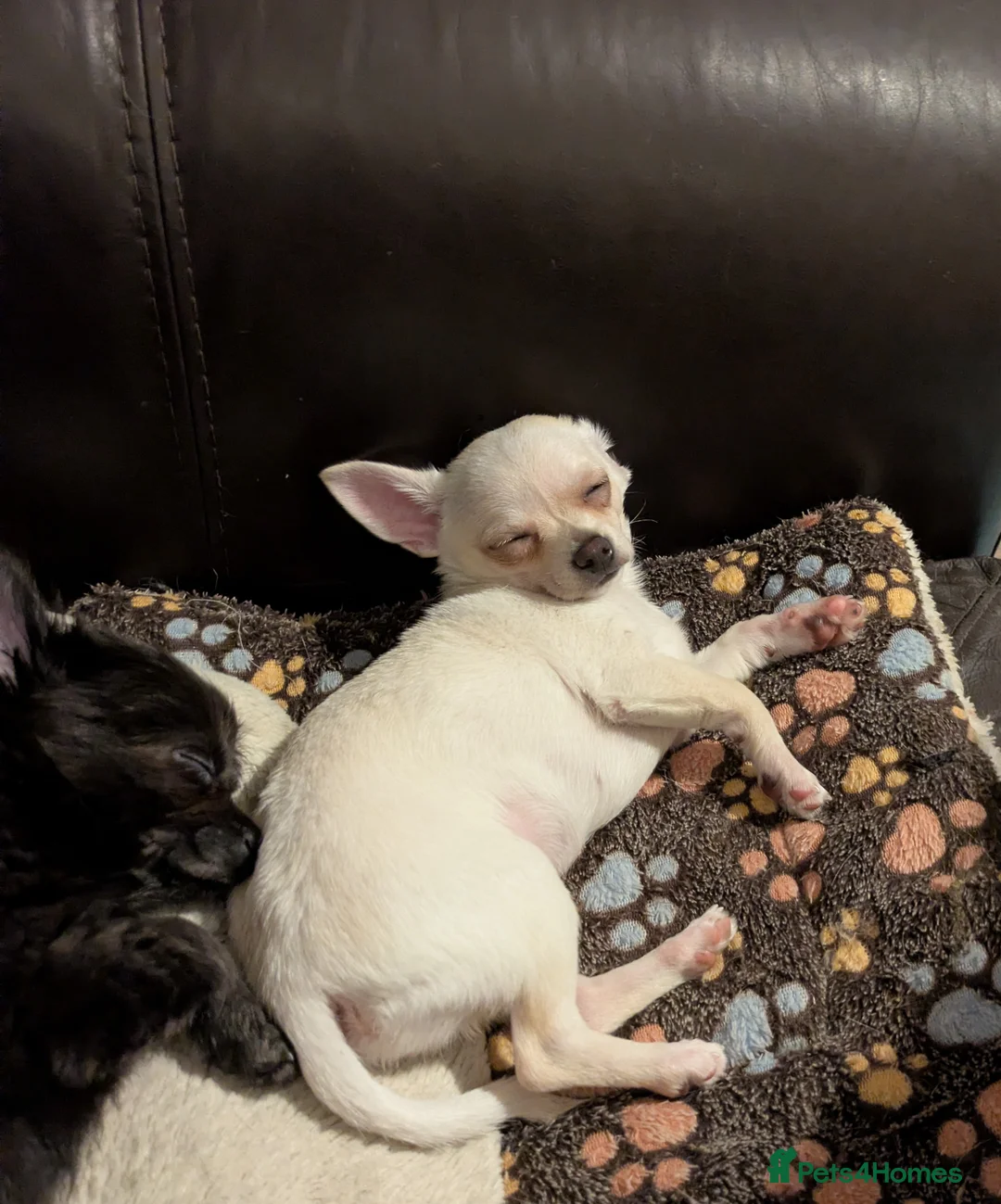Chihuahua dogs for sale: ONE small toy pedigree Chihuahua - Advert 9