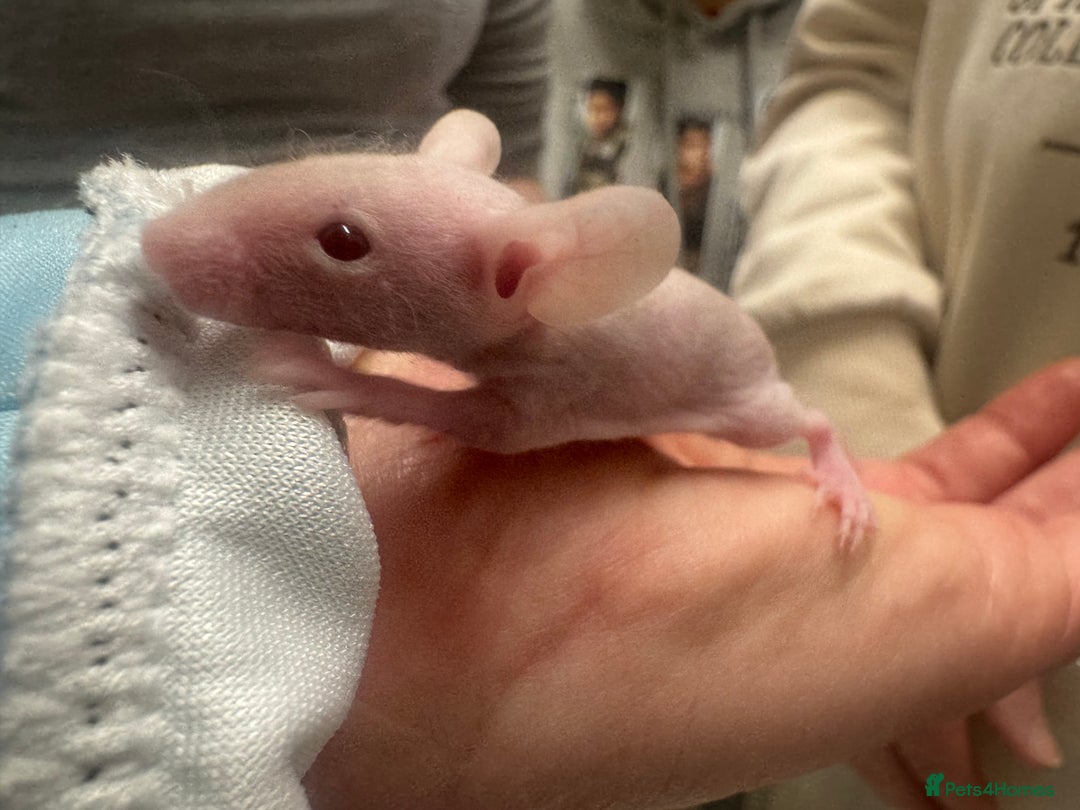 Mouse rodents for sale: Naked mice babies for sale - Advert 1