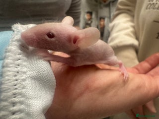 Mouse rodents Naked mice babies for sale - Advert 2