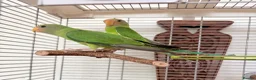 Parakeets birds for sale: Plum Headed Parakeet - Advert 3