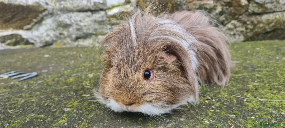 Guinea Pig rodents for sale: Boars for rehome in Torquay - Advert 2