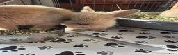Mini Lion Lop rabbits for sale: 7 beautiful bunnies 🐰 ❤️  - Advert 4