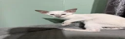Siamese cats for sale: 5 adorable Siamese kittens available  - Advert 4