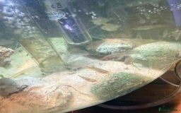 Mollies fish for sale: Baby Mollies - Image 2