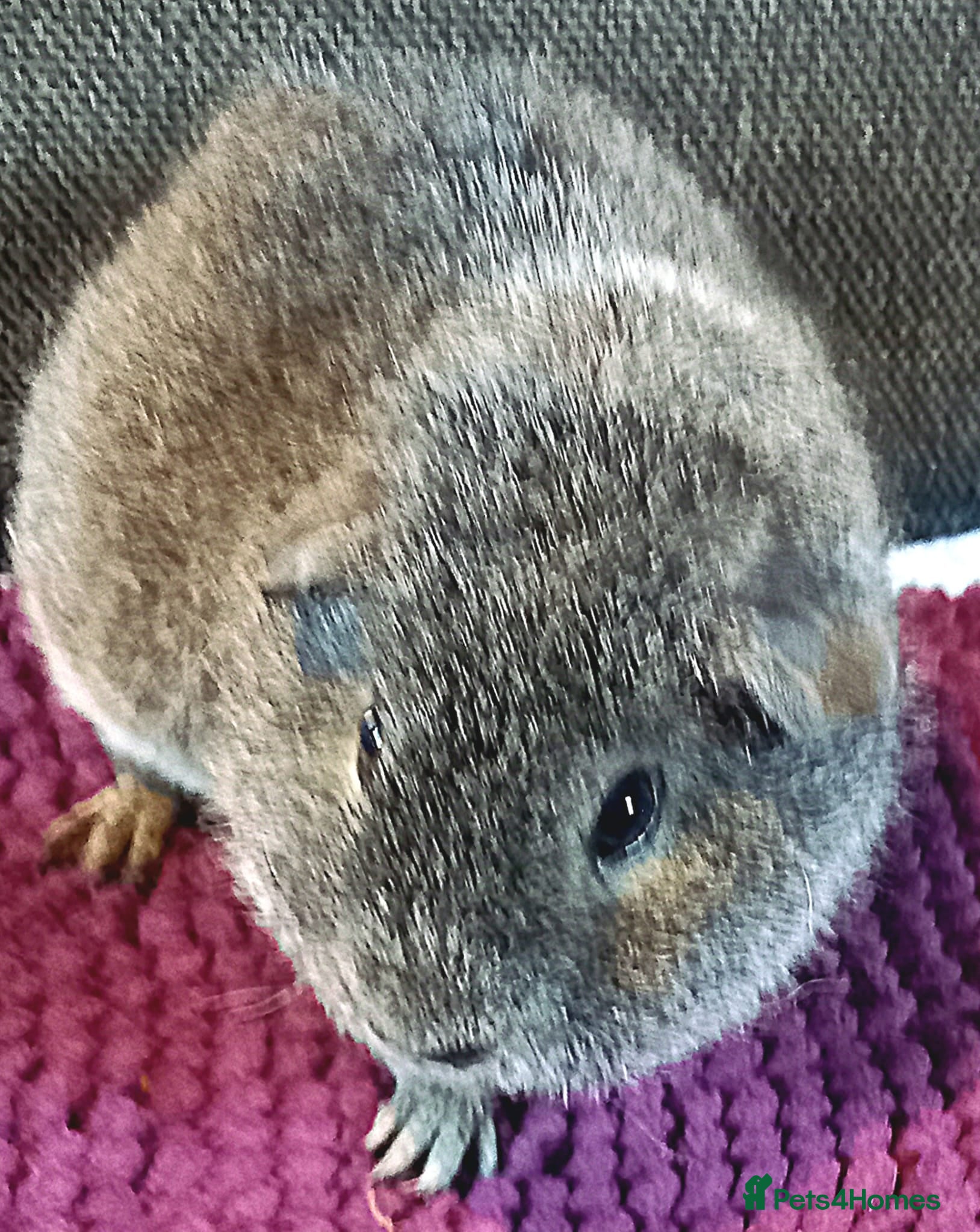 Guinea Pig rodents Gorgeous Baby Guinea Pigs - Advert 20