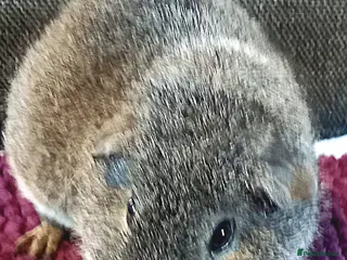 Guinea Pig rodents Gorgeous Baby Guinea Pigs - Advert 20