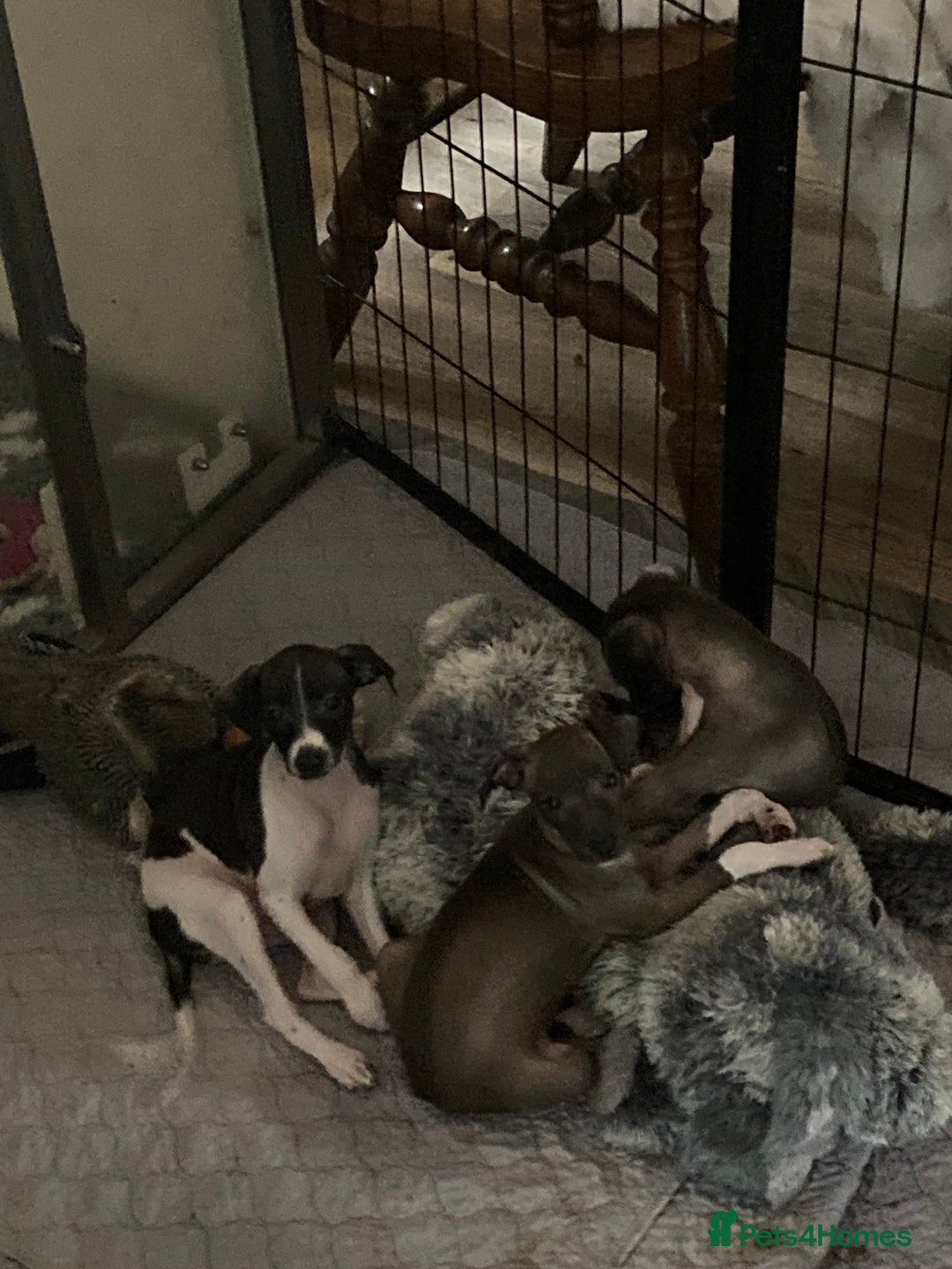 Italian Greyhound dogs for sale: Kc reg Italian Greyhound puppies  - Advert 10