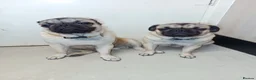 Pug dogs for sale: Pugs  - Advert 9