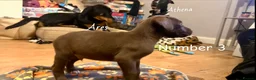Mixed Breed dogs for sale: Athena x Ares Puppies – Not for Everyone in Manchester - Advert 20