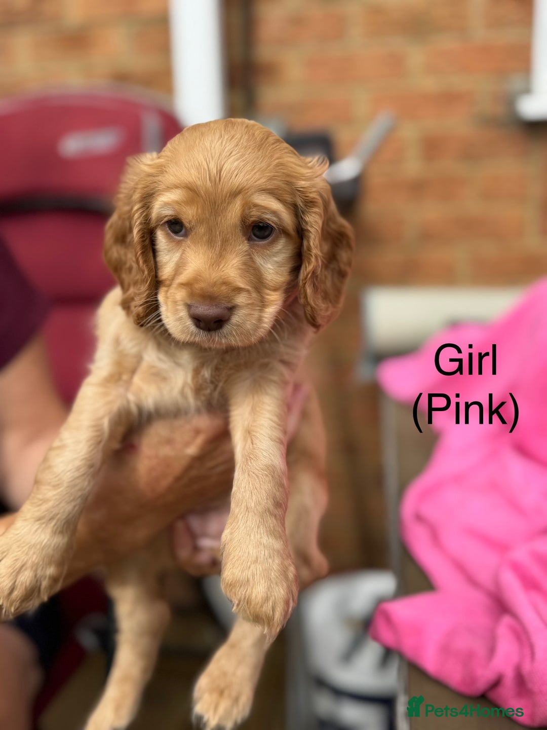 Cockapoo dogs for sale: Gorgeous Cockapoos for sale - Image 7