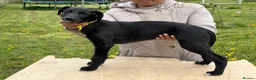 Mixed Breed dogs for sale: Lurcher Pups - Advert 4