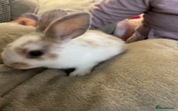 Lionhead rabbits for sale: lionhead bunies - Image 10