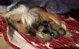 Mixed Breed dogs for sale: 3 cute lil Chihuahua X Chinese Crested puppies - Image 9