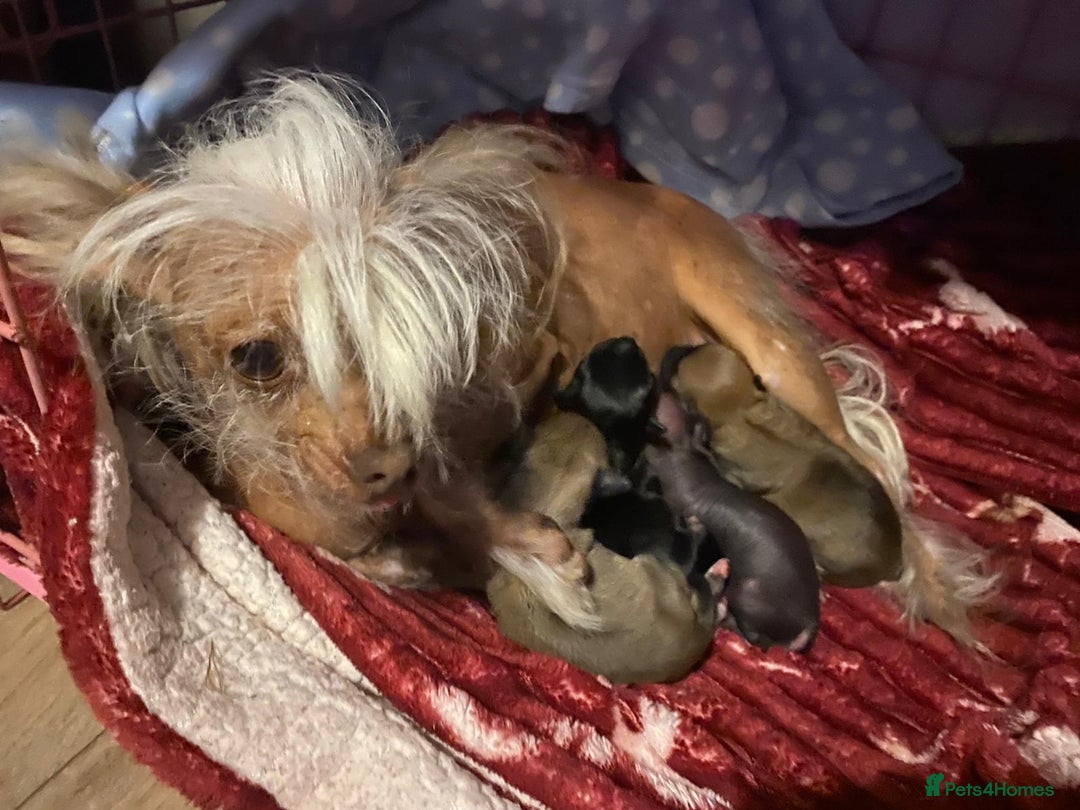 Mixed Breed dogs for sale: 3 cute lil Chihuahua X Chinese Crested puppies - Image 9