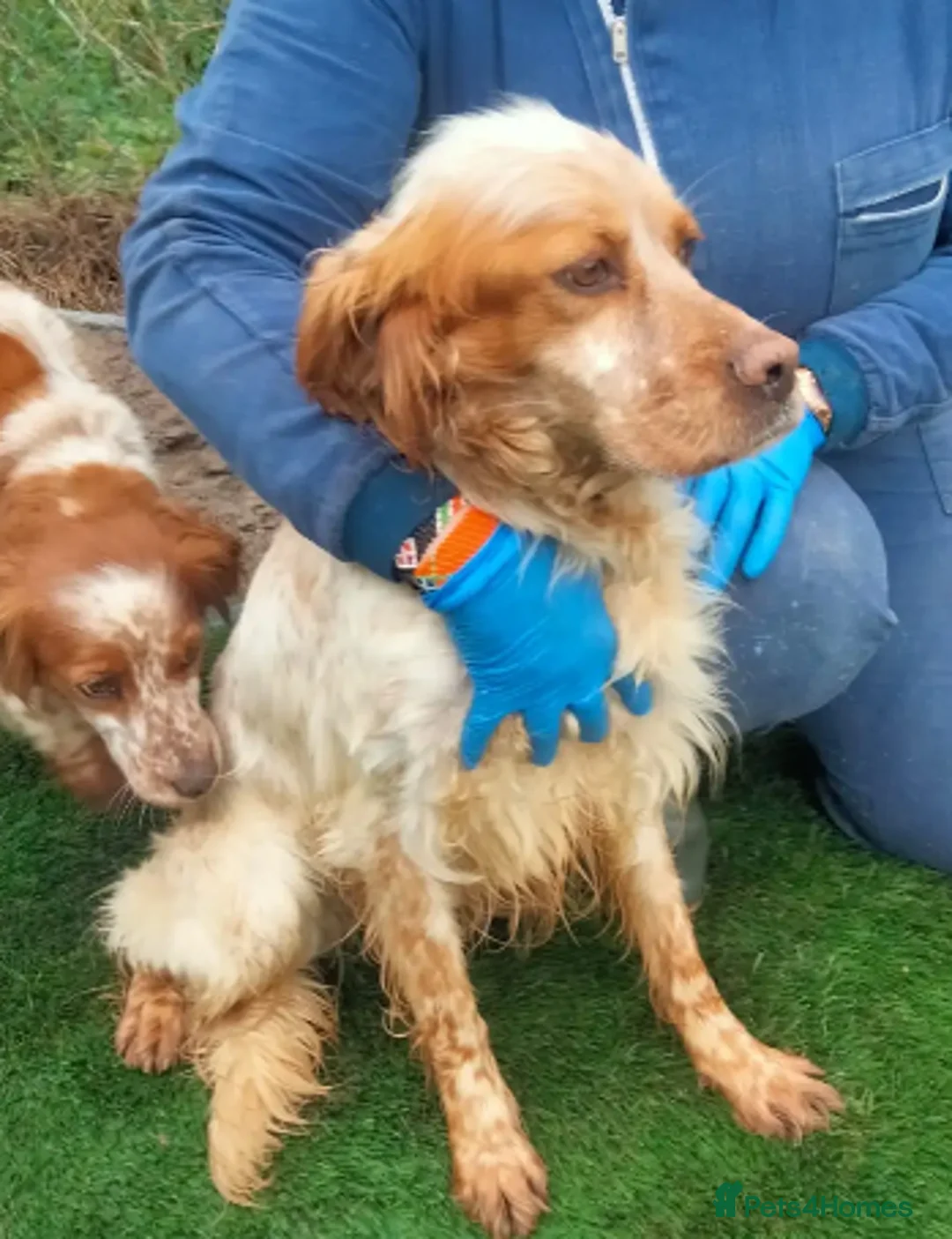 English Setter dogs for adoption: Sky   in Woolacombe - Advert 5
