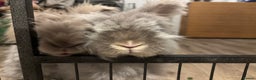 Angora rabbits for sale: Dudley - Advert 2