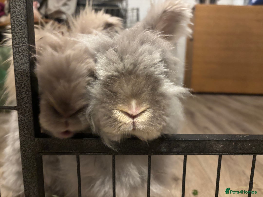 Angora rabbits for sale: Dudley - Advert 2