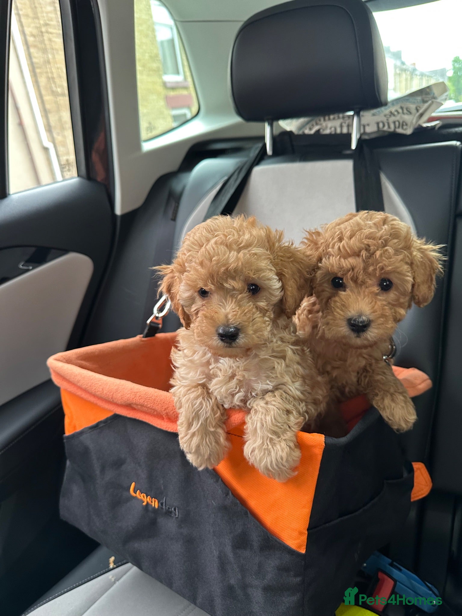 Toy Poodle dogs Ready now 🏡🐩❤️ 2x gorgeous toy poodle BOYS - Advert 1