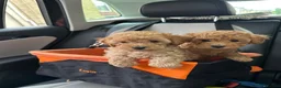 Toy Poodle dogs for sale: Ready now 🏡🐩❤️ 2x gorgeous toy poodle BOYS - Advert 1