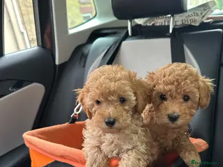Toy Poodle dogs Ready now 🏡🐩❤️ 2x gorgeous toy poodle BOYS - Advert 1