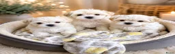 Maltipoo dogs for sale: 5⭐❗️READY NOW❗️⭐️TINY KOREAN MALTIPOO PUPPIES⭐️ - Advert 11