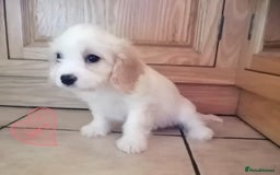 Cavachon dogs for sale: Cavachon Puppies - Image 27