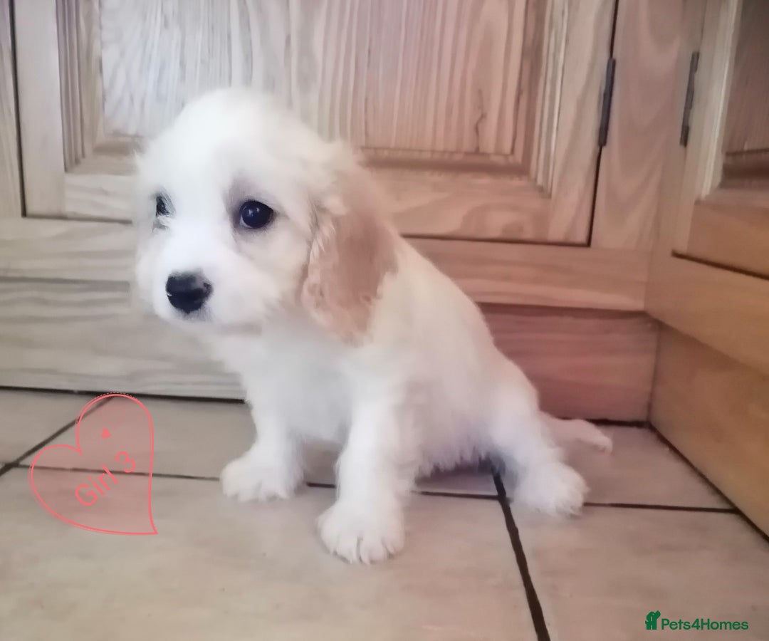 Cavachon dogs for sale: Cavachon Puppies - Image 27