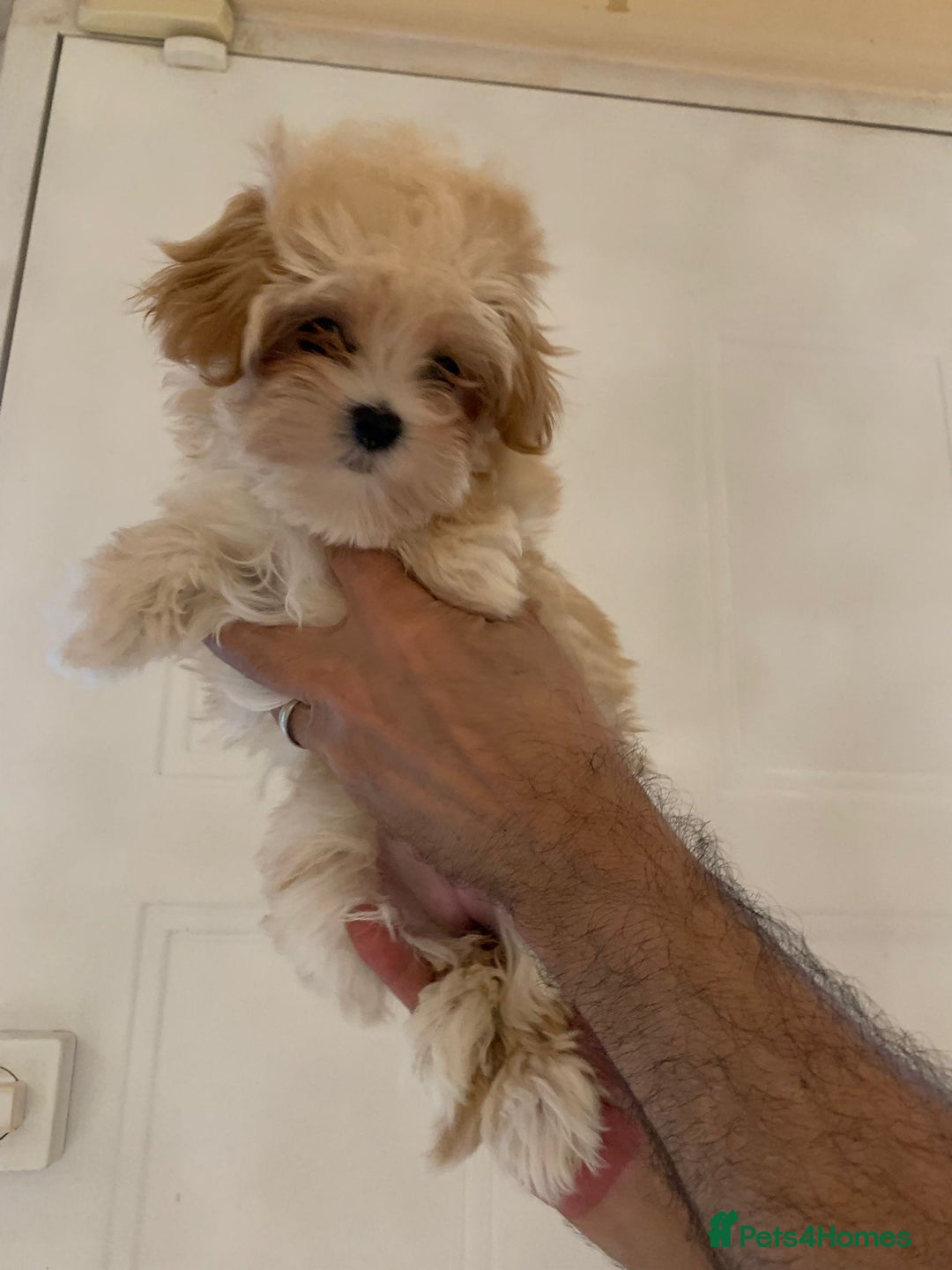Maltipoo dogs for sale: Maltipoo Puppies – 3 Girls & 3 Boys - Image 8