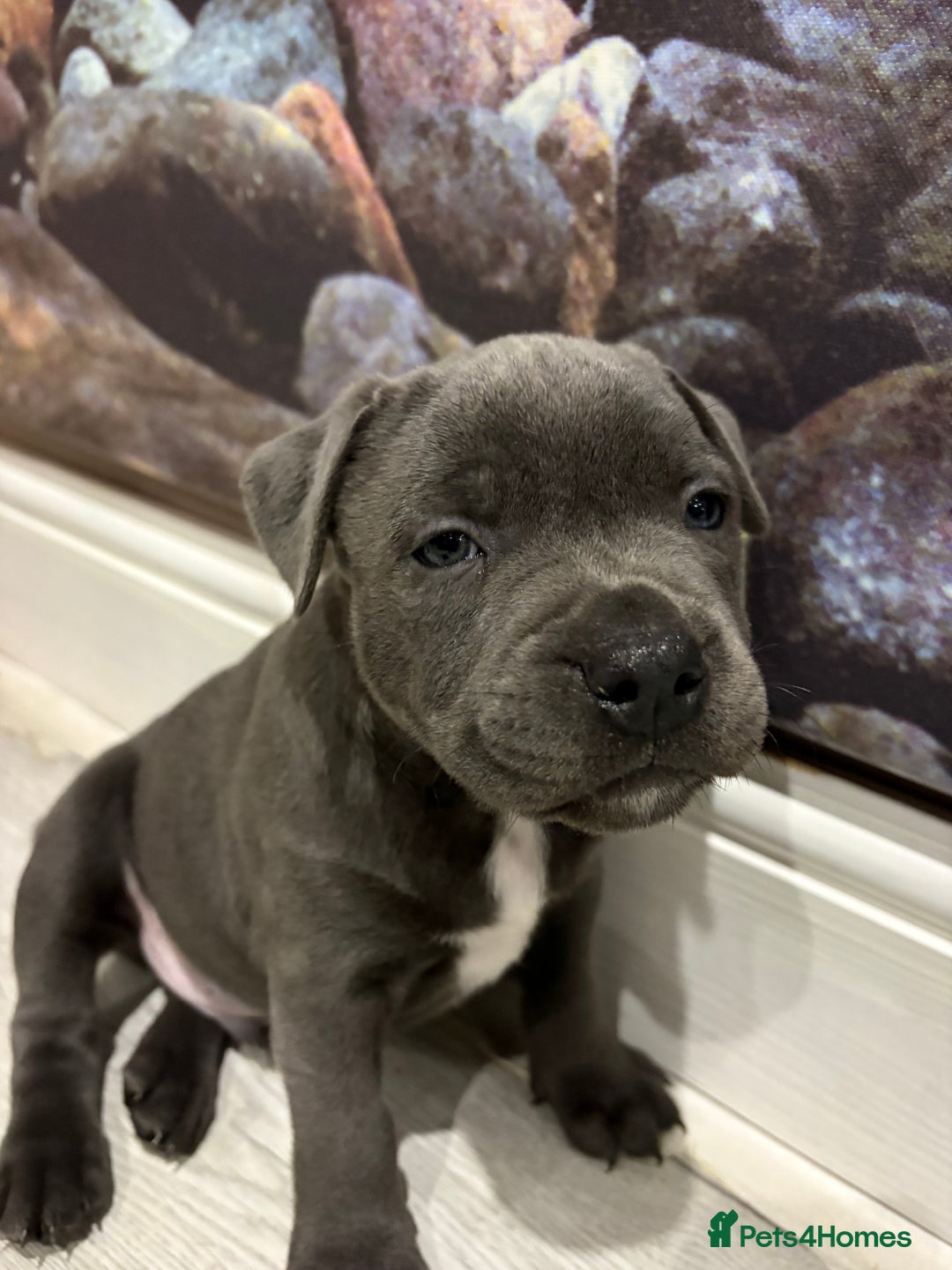 Staffordshire Bull Terrier dogs for sale: Dw Kc registered Blue Staffordshire Bull Terriers. - Advert 7