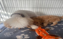 Toy Poodle dogs for sale: Male toy poodles - Image 11