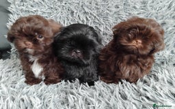 Shih Tzu dogs for sale: Beautiful shih tzu babies  - Advert 17