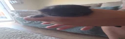 Mixed Breed cats for sale:  BEAUTIFUL RUSSIAN BLUE X BSH KITTENS  - Advert 19