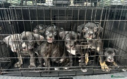 Mixed Breed dogs for sale: Came corso X American bulldog - Advert 1