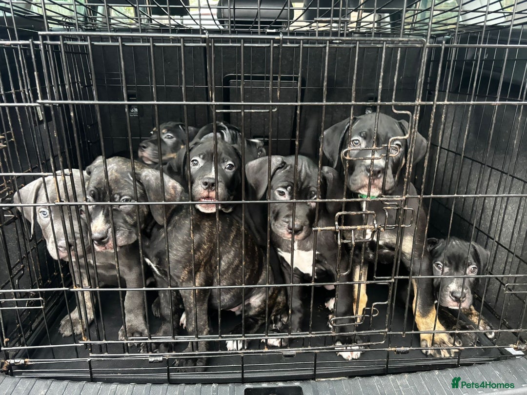 Mixed Breed dogs for sale: Came corso X American bulldog - Advert 1