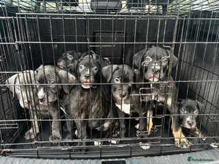 Mixed Breed dogs for sale: Came corso X American bulldog - Advert 1