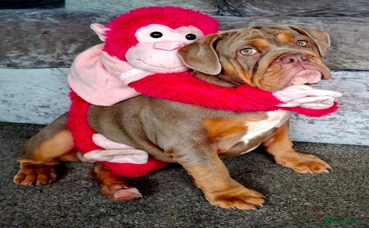English Bulldog dogs - Advert 4