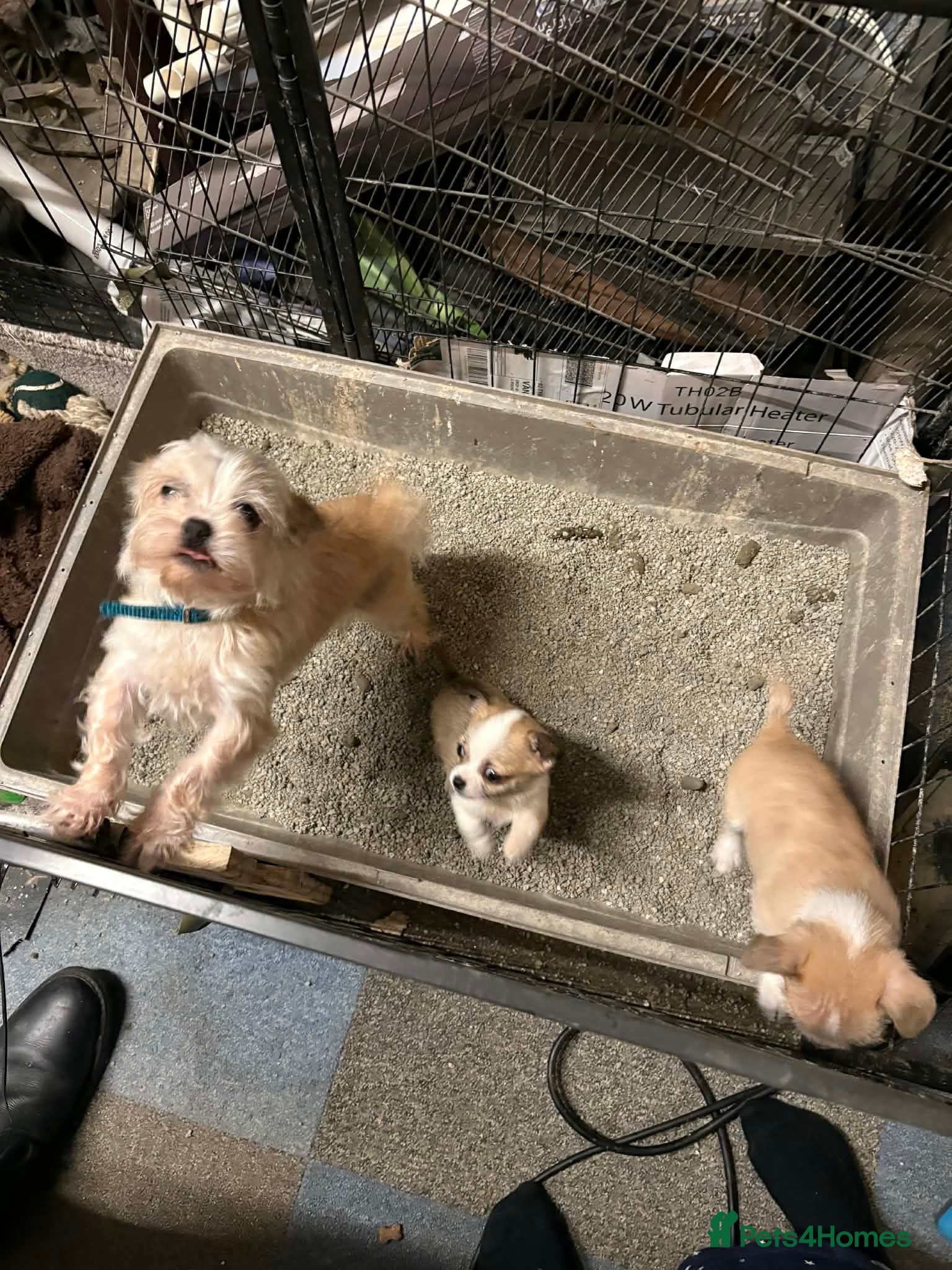 Mixed Breed dogs Adorable Teacup Chi-Tzu Puppies  - Advert 1