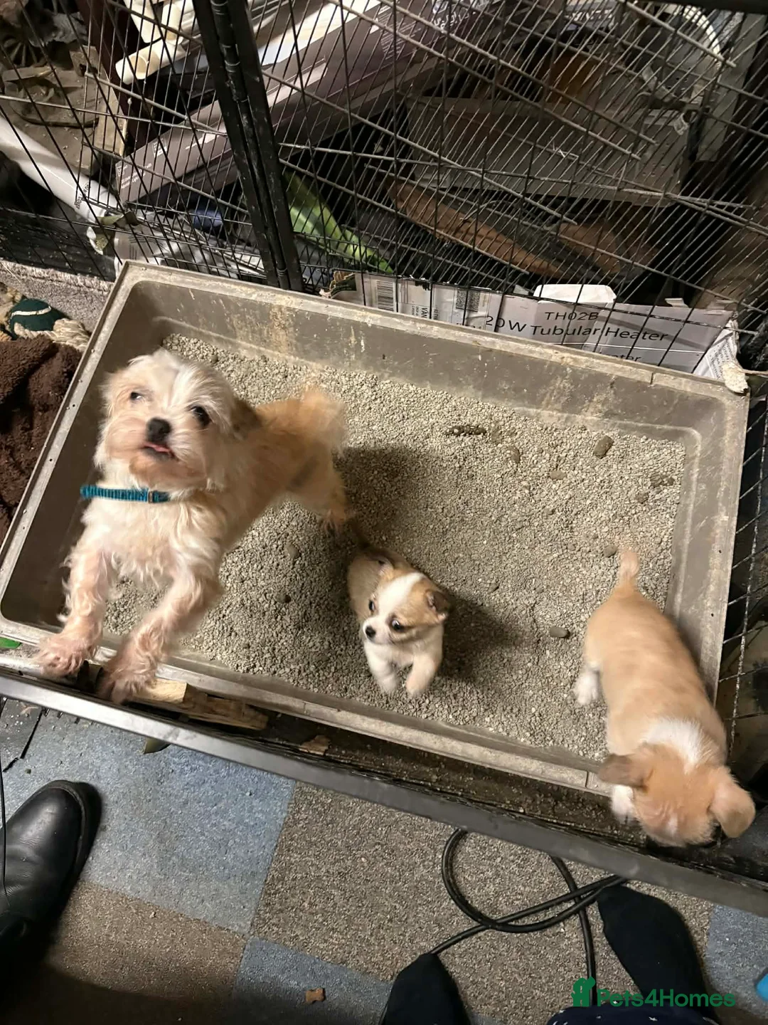 Mixed Breed dogs for sale: Adorable Teacup Chi-Tzu Puppies  - Advert 1