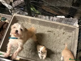 Mixed Breed dogs Adorable Teacup Chi-Tzu Puppies - Advert 1