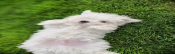 Maltese dogs for sale: Maltese puppy, pretty, friendly, kc reg.  - Advert 4