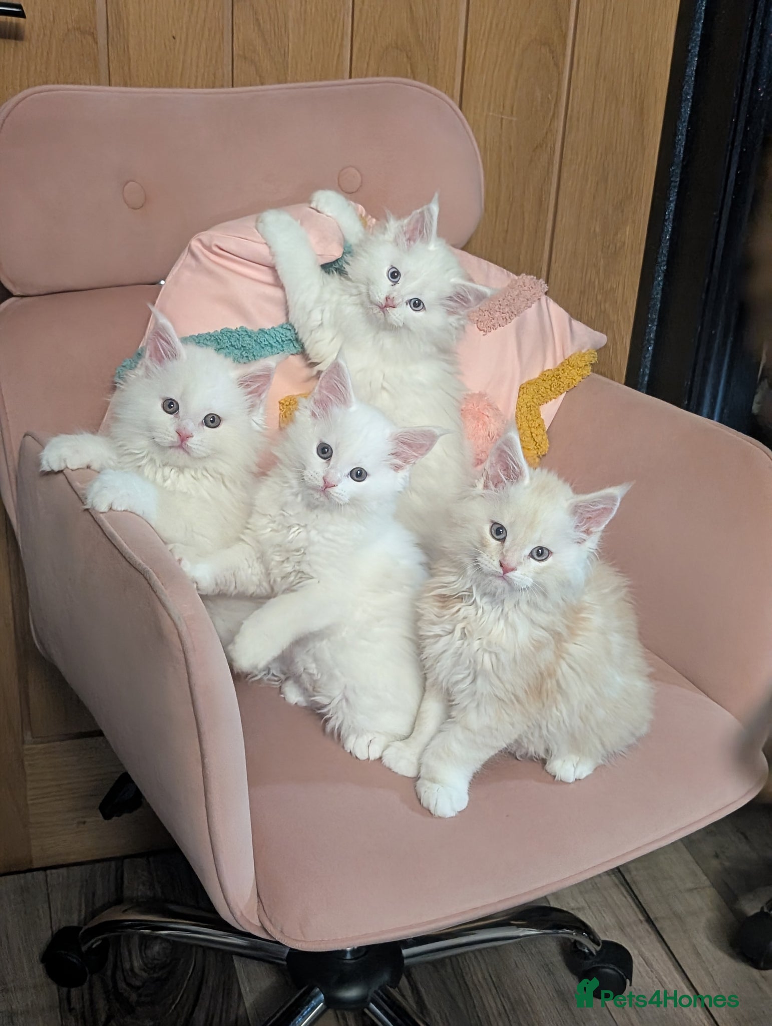 Maine Coon cats Pedigree Cute Mainecoon Kittens TICA Registered  - Advert 6