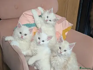 Maine Coon cats Pedigree Cute Mainecoon Kittens TICA Registered - Advert 6