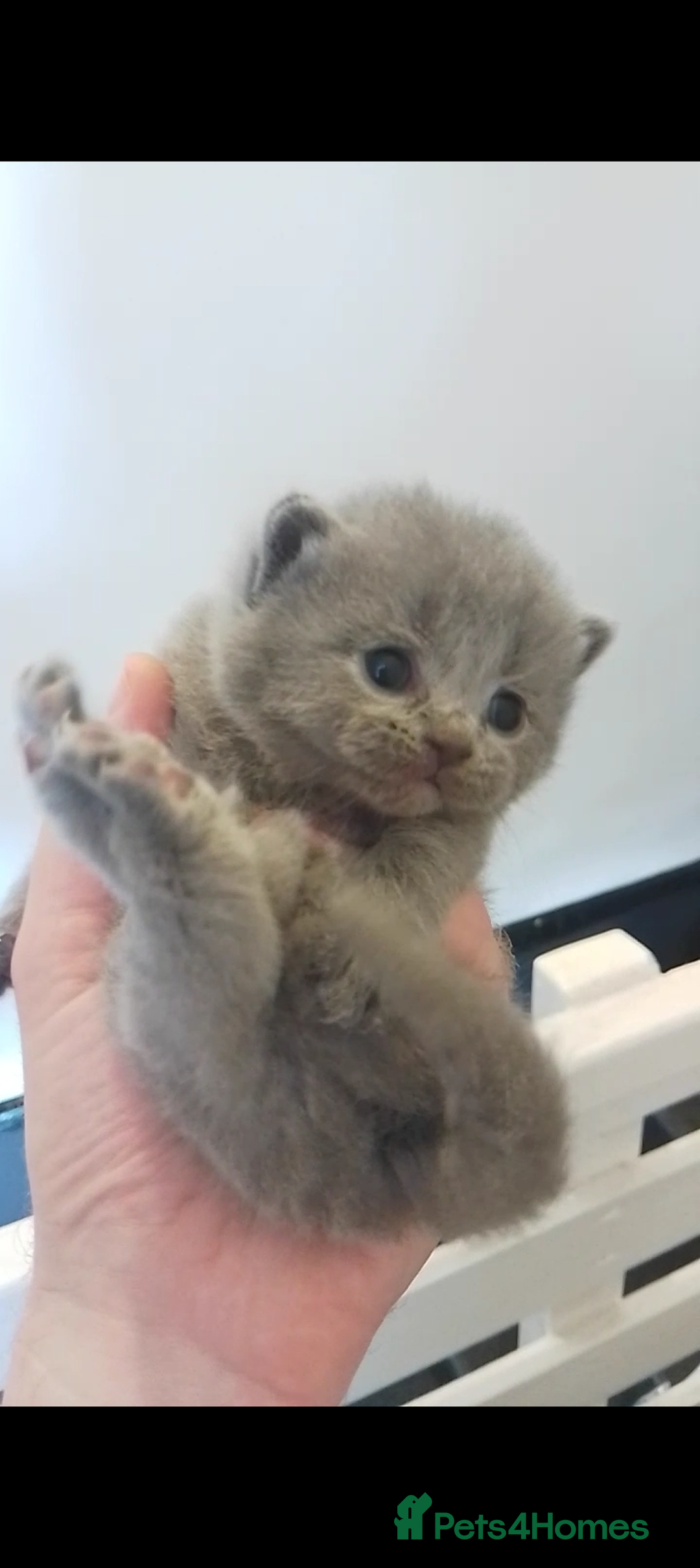 British Shorthair cats for sale: Purebred British shorthairs  - Image 8