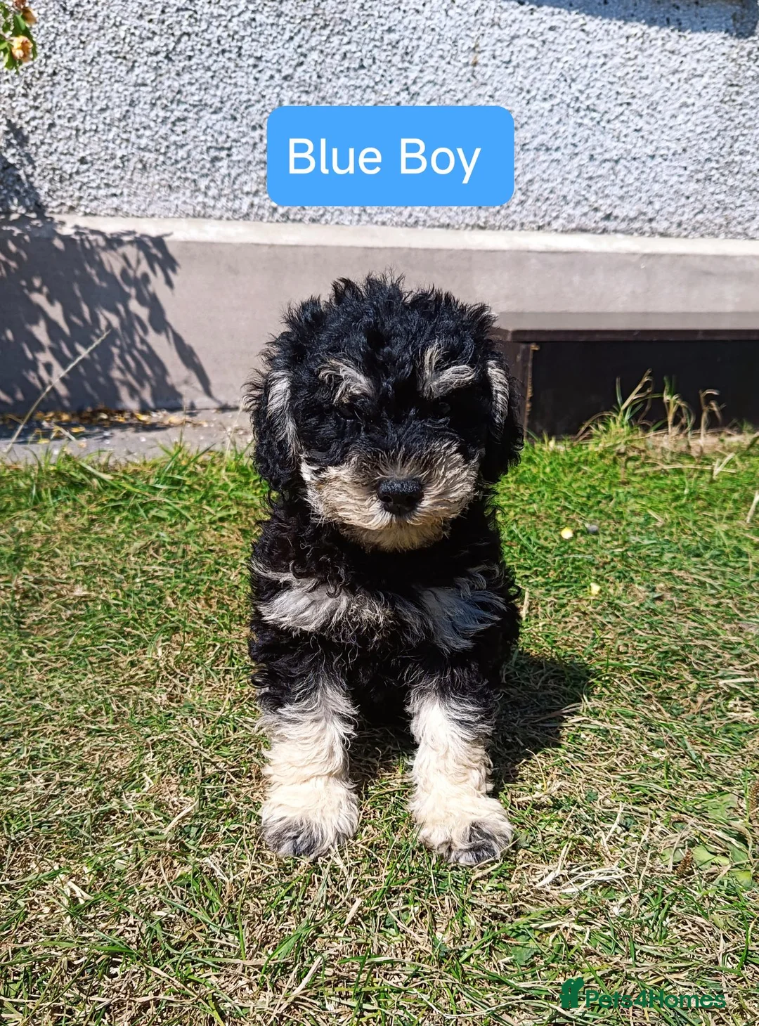 Schnoodle dogs for sale: ❤️ Stunning Schnoodles ❤️ - Advert 1