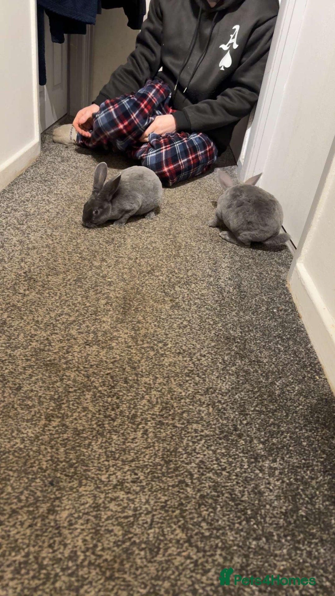 Netherland Dwarf rabbits for sale: Two grey male netherland dwarf rabbits for sale - Image 1