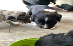 Border Collie dogs for sale: Border collie puppies  - Image 4