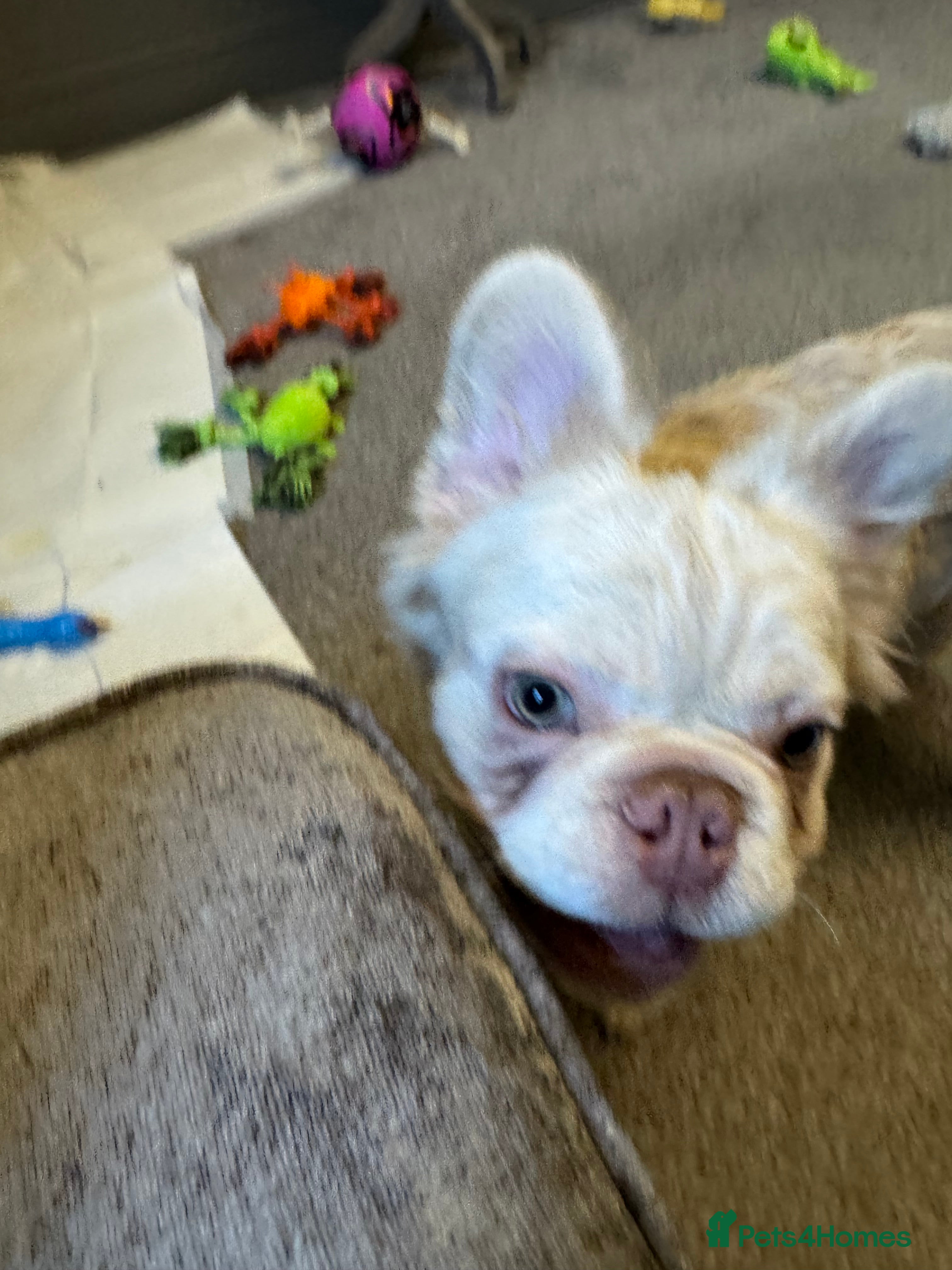 French Bulldog dogs Fluffy frenchie  - Advert 2