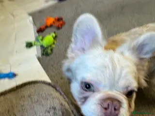 French Bulldog dogs Fluffy frenchie - Advert 2